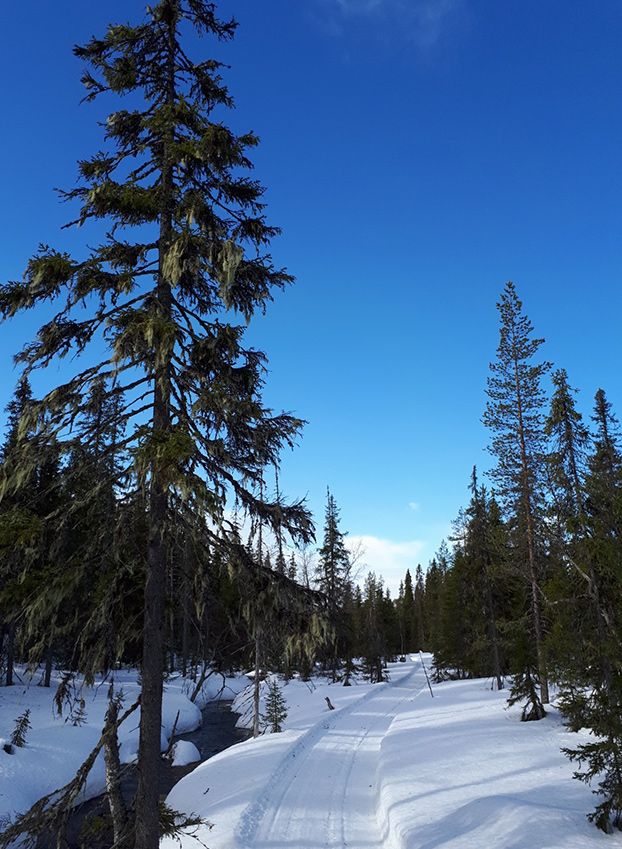 sunny-day-after-snows-cedar-forest-fat-biking-tails.jpeg